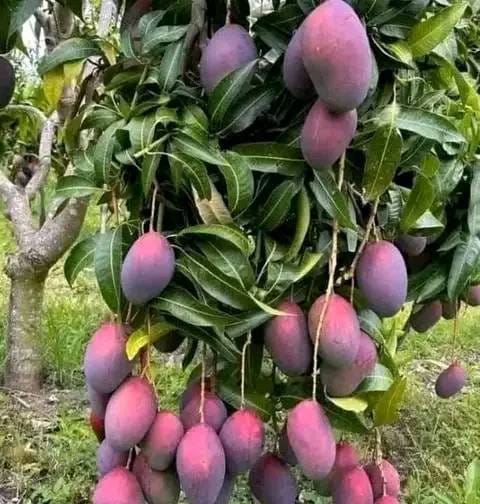 Pearlof_Africa's tweet photo. COMMERCIAL MANGOES GROWING:

In Uganda we have 5 major commercial mango varieties, that have made farmers smile to the bank, these are Kate or Takataka, Tommy Atkins, Kent, Kakule & Apple mangoes. The 5 are reasonably resistant to the Oriental Fruit Fly disease. The 5th one would be Bire, it does very well in Luwero, but highly susceptible to the fruit fly disease. For more details visit https://t.co/gQ5TwobZUM

https://t.co/aV1ax7zkEP  or https://t.co/FCVGKj2973 Please note, mangoes are drought tolerant, they can thrive anywhere in Uganda.

PLACING YOUR ORDER:

To place yor order, please call/whatsapp/text 256-776-200002/752-200003, whatsapp +256-712-200000 OR Email: cs@greening.ing OR greening.uganda@gmail.com