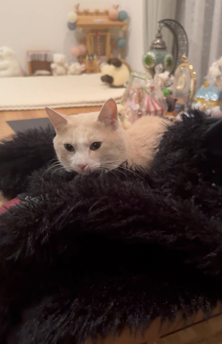 ねねこ (@n_nekoyashiki) / Posts / X