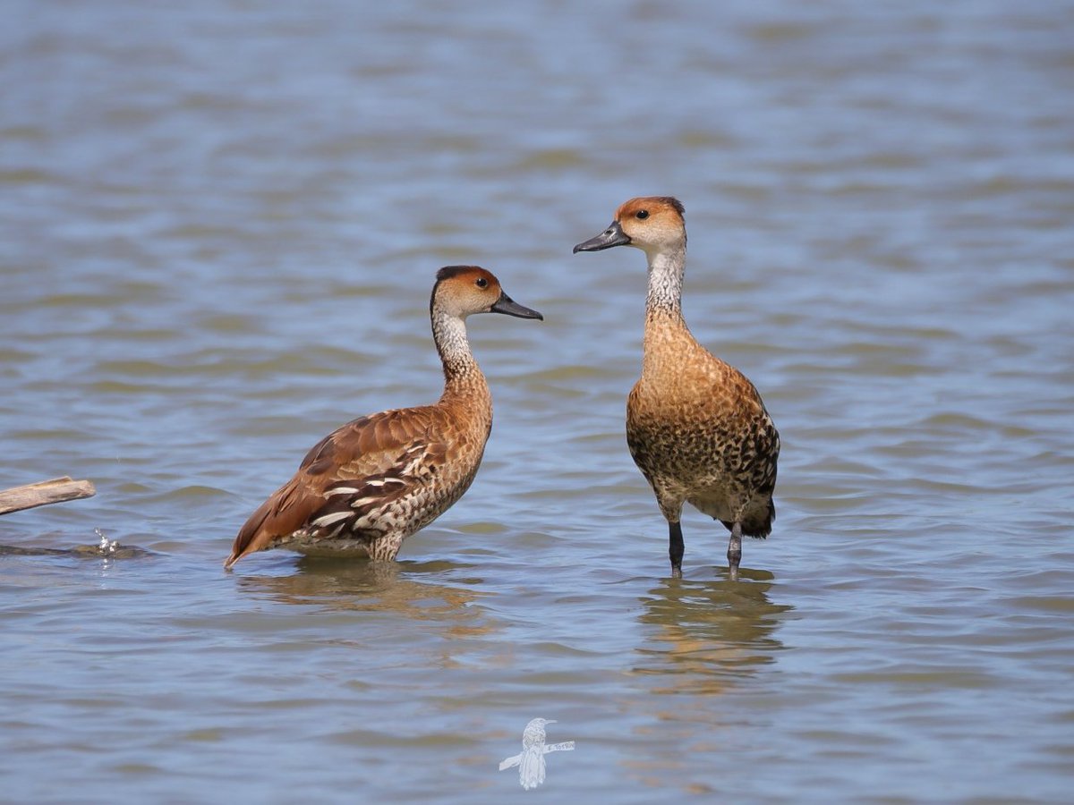 Chiriría 
West Indian Whistling-Duck
Dendrocygna arborea

📍 Arecibo, Puerto Rico 🇵🇷

#BirdsSeenIn2026 #PuertoRico #birding #birdwatching #birdphotography #eBird