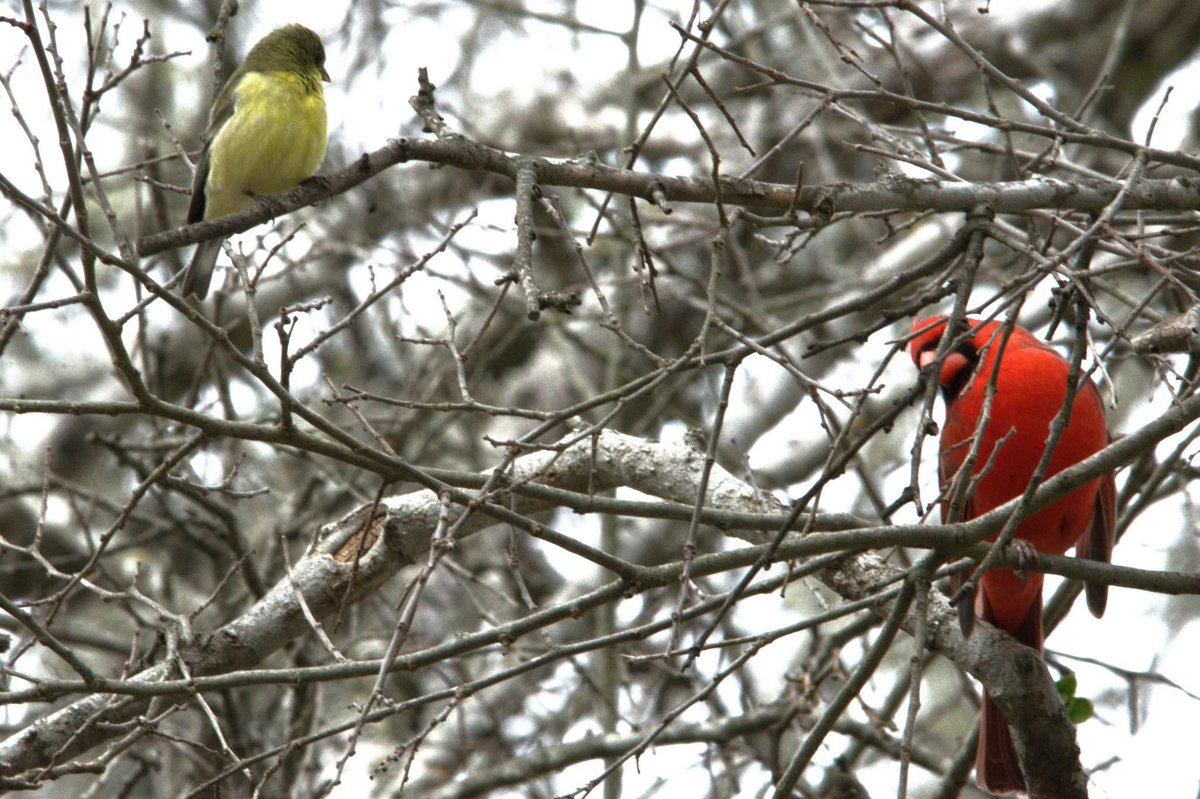 Good morning. A male cardinal and a female lesser goldfinch.