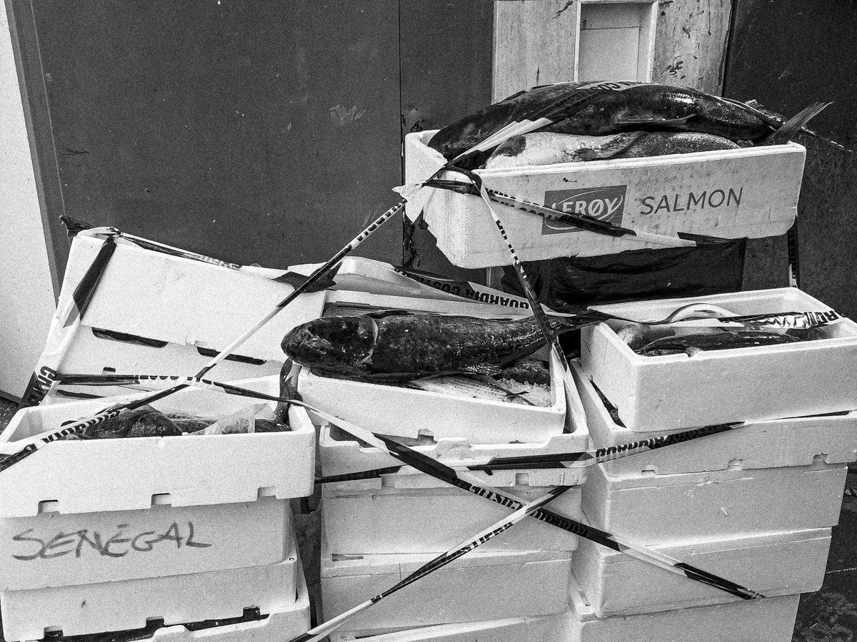 vittorio bongiorno tweet media