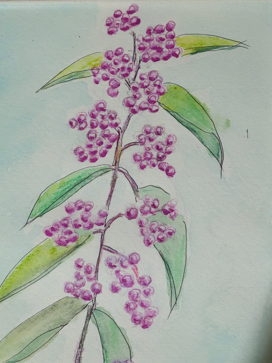 ムラサキシキブを描いてみた 日本画風が合ってるのかな #以前の謎の