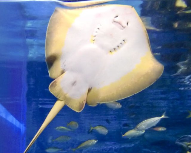 めんと tweet media