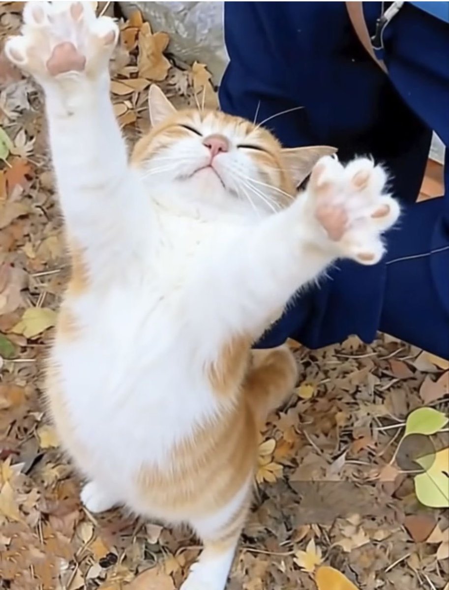 NoCatsNoLife_m's tweet image. Hug 🥰🧡