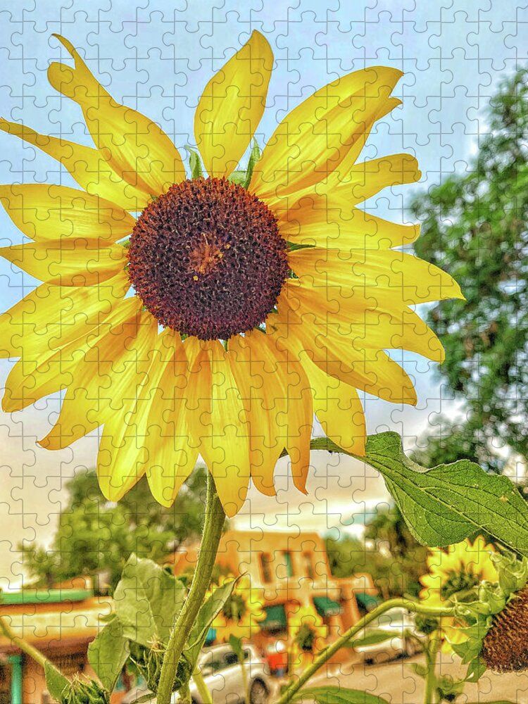 DebraMartz's tweet image. Taos Sunflower Jigsaw Puzzle @DebraMartz 
Available in 4 sizes:
debra-martz.pixels.com/featured/taos-…

#sunflower #Taos #newmexico #adobe #Yellow #flower #familyfun #entertainment #puzzle #PhotoArt #PhotographyIsArt #BuyIntoArt #AYearForArt #WallArt #HomeDecor