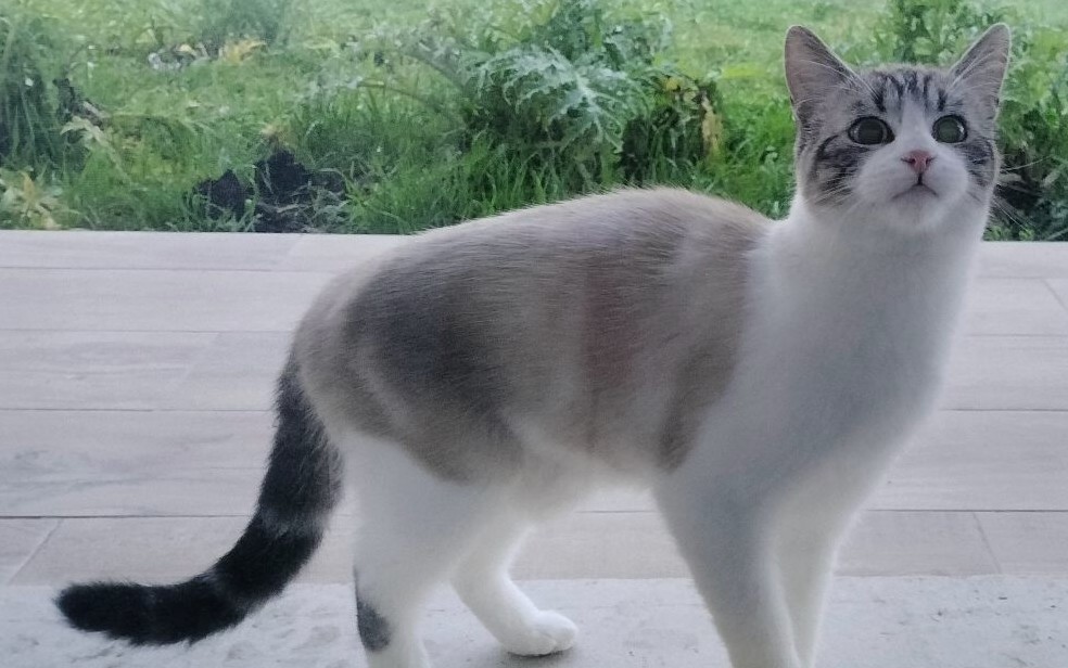 07.02.26 Ce jeune chat blanc/beige/tigré vient chez quelqu'un à Lombers. S'il a un proprio, contact : facebook.com/profile.php?id… #Tarn