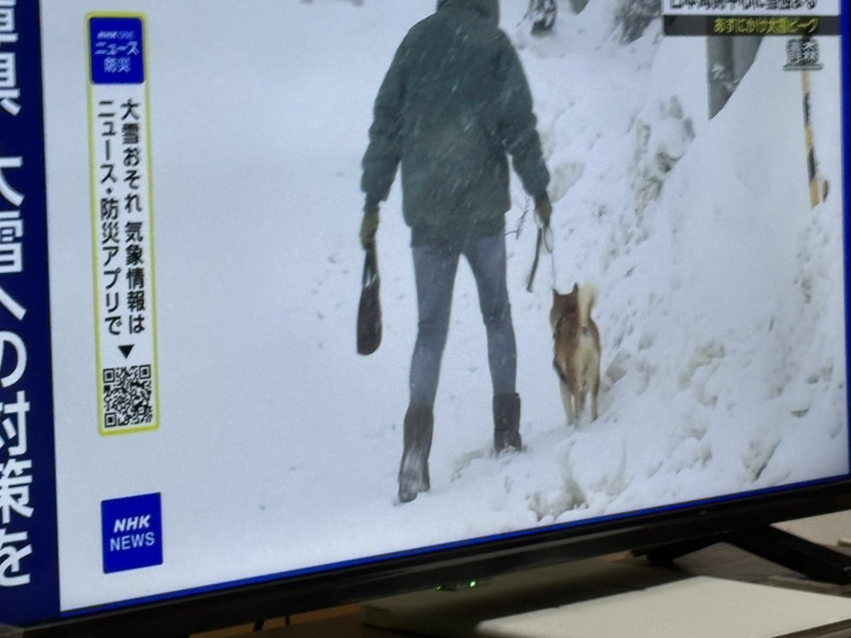 やはり柴犬