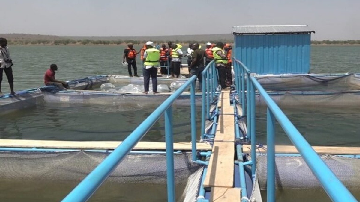 africavet's tweet image. 🇧🇫🐟 Yakouta (Dori, Liptako) : la pisciculture en cages flottantes démarre.
22 cages (objectif 50) + 150 000+ alevins → 100 t attendues, avec 50 t d’aliments remises aux promoteurs.
👇
africavet.com/burkina-faso-a…
#Aquaculture #BurkinaFaso #Liptako