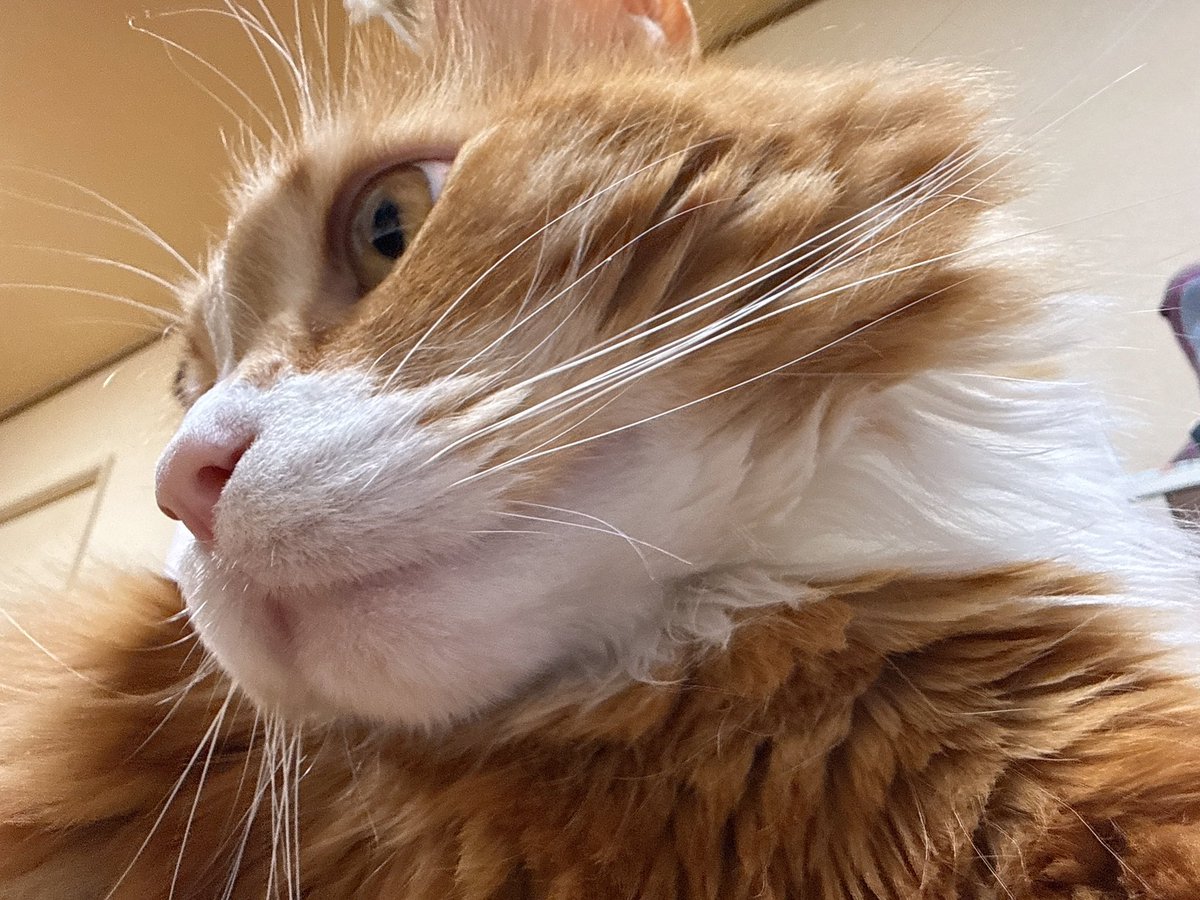 猫 メインクーン 綺麗な姿 気品冴える感じさせられる メインクーンの