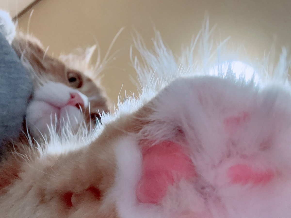 猫 メインクーン 綺麗な姿 気品冴える感じさせられる メインクーンの