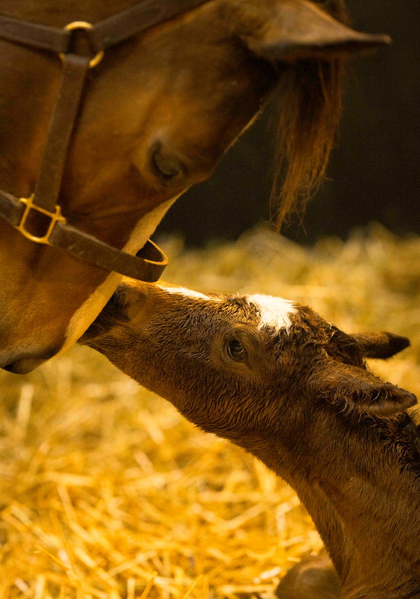 黄金の時代 (@zyjf5) / Posts / X