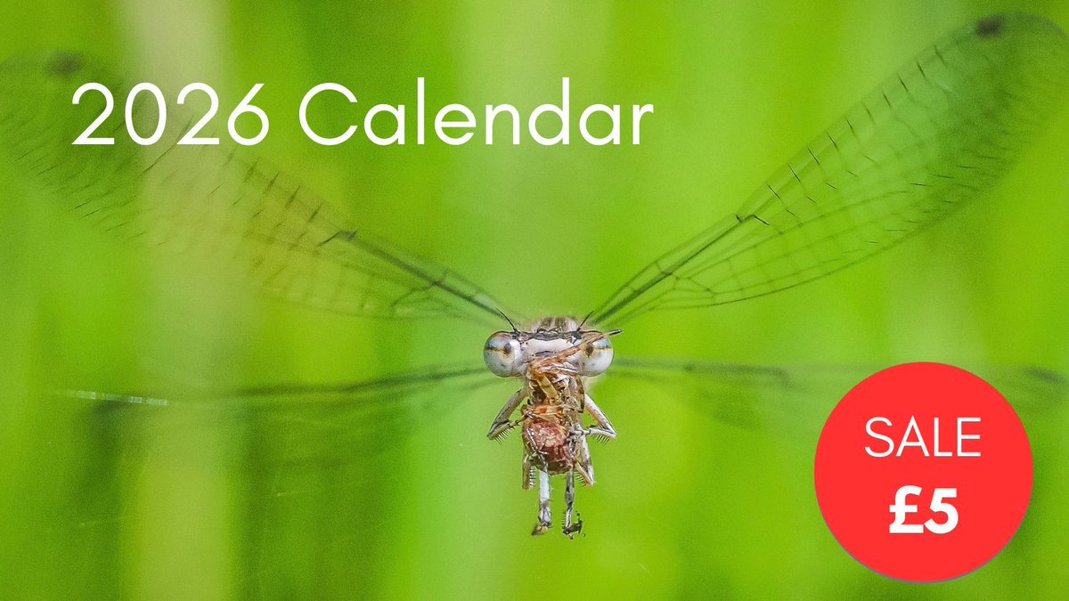 British Dragonfly Society tweet media