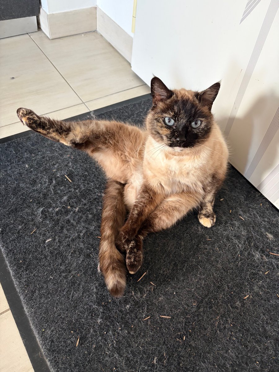 sagwa1006's tweet photo. Zoé voys souhaite un bon samedi en commençant par son 1/4h de yoga 🧘 #cesttoujourspasmonchat #squatteuse https://t.co/ROM3hwhgve