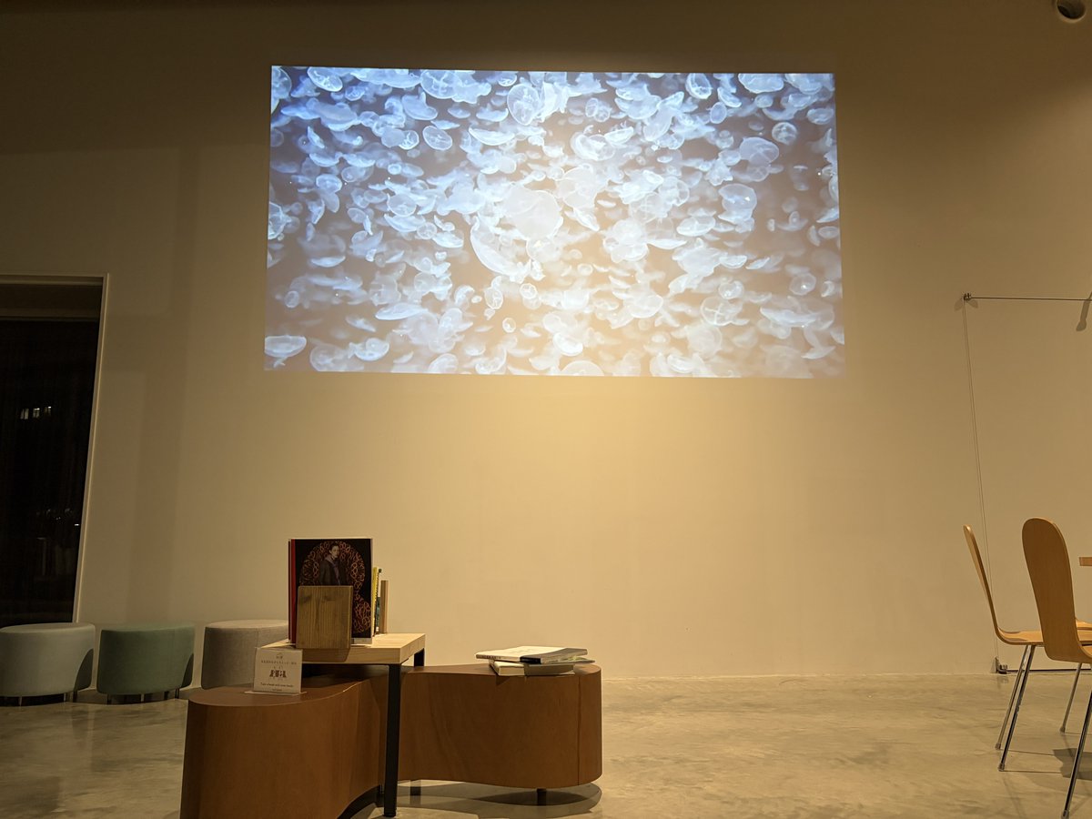 今週も「TACTでもオールナイトカモスイ」実施しております🪼今夜は #ミズクラゲ さん！ちいさいクラゲさんたちが画面いっぱいにひしめいてます🪼🪼🪼
※閉館時間は入館できませんのでご注意ください。
#加茂水族館 #オールナイトカモスイ