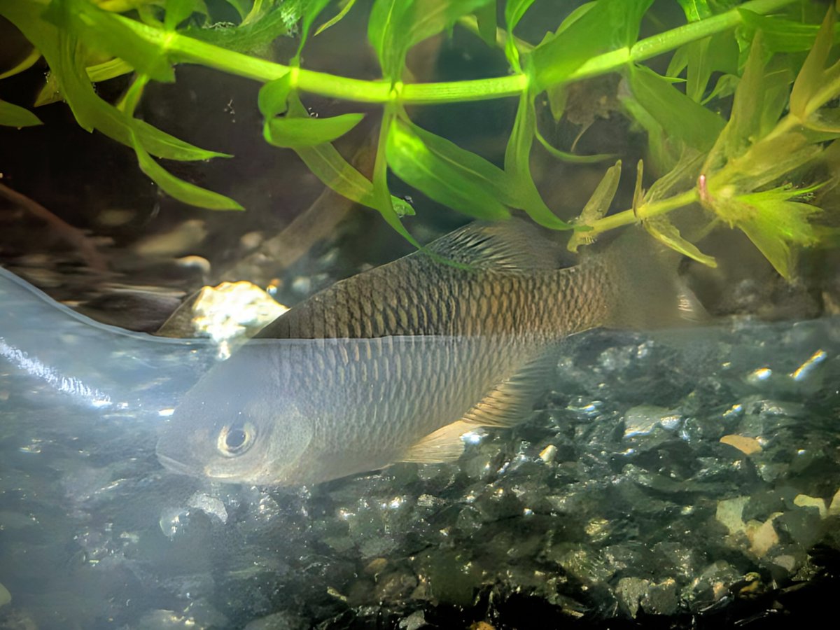 今日のおしゃかな🐟️