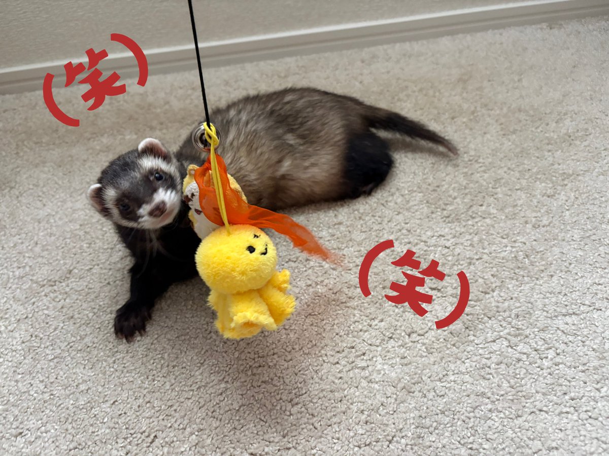 ﾉω-)〈🇬🇧のメルカリみたいな所に売ってるらしいの🤣