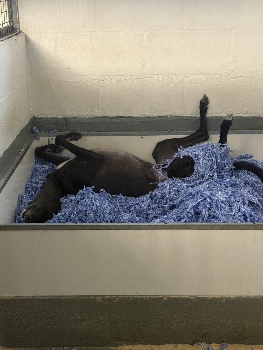 Mark Wallis tweet media