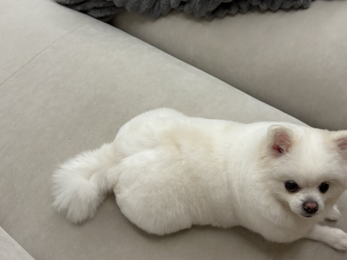 아니 무슨 강아지 엉덩이가 이렇게 엉덩엉덩