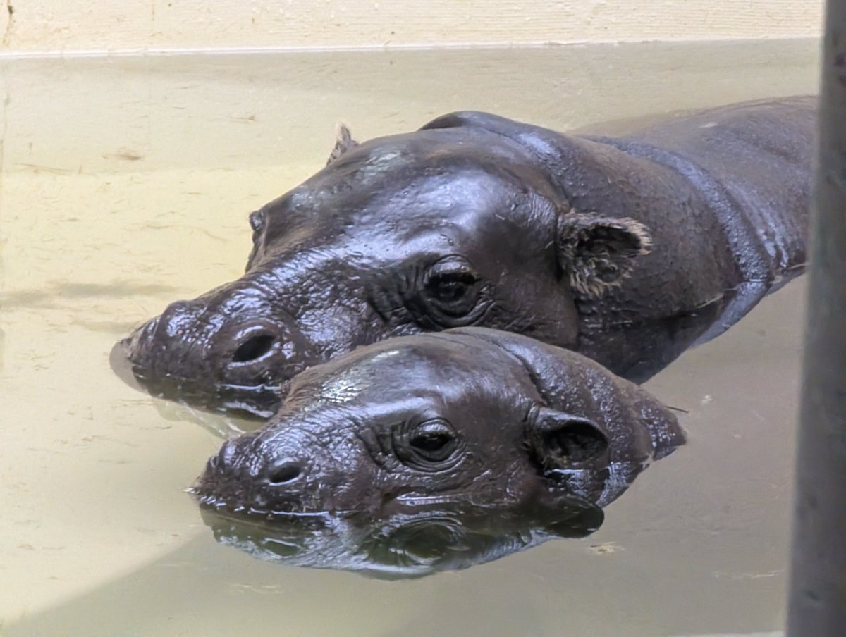 ツルツルとママン🦛✨️