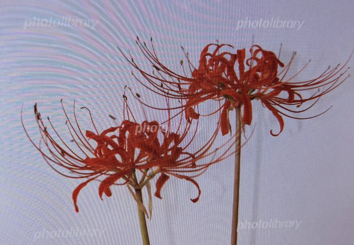 ちなみに… まず近々挑戦してみたいのは 彼岸花を絵画風にステンレスで