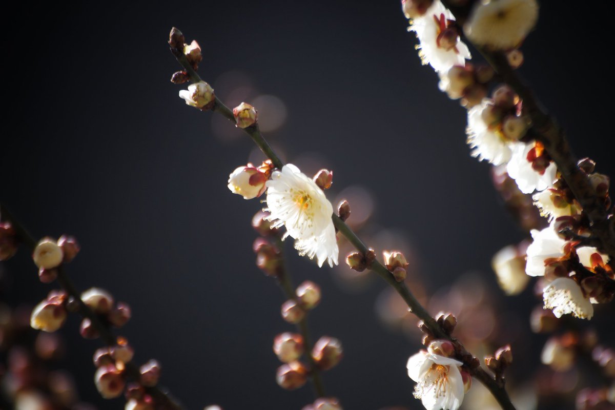 #梅 #flowers #TLを花でいっぱいにしよう