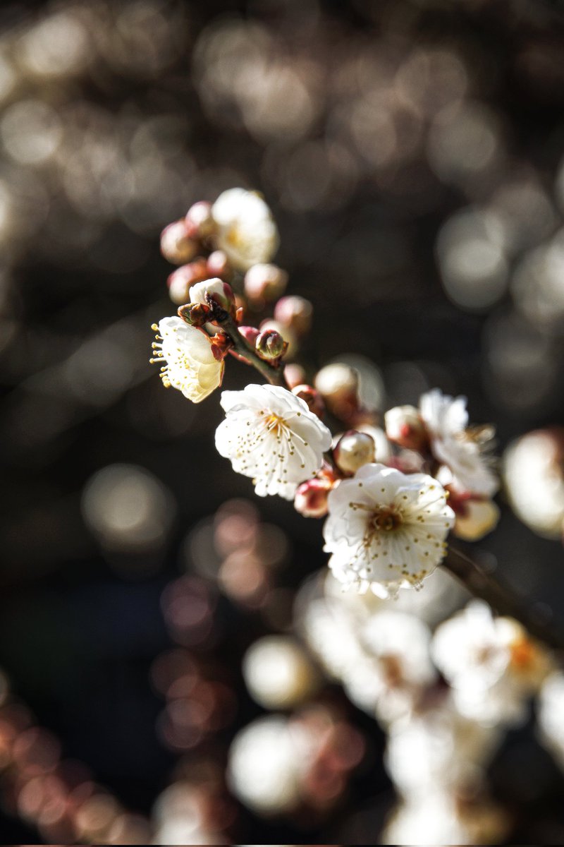 #梅 #flowers #TLを花でいっぱいにしよう