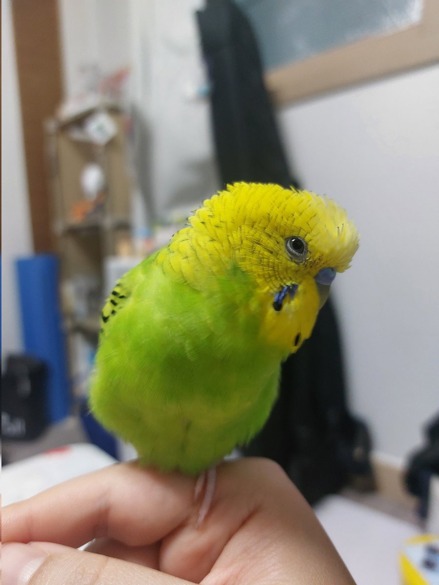 오늘 간만에 알바하고왔구요
애기새 약값벌어옴