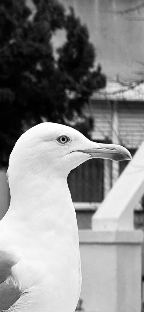 Yağmuru bekleyen martılar… #yollar #hikâye #Şubat2026 🌏🪶