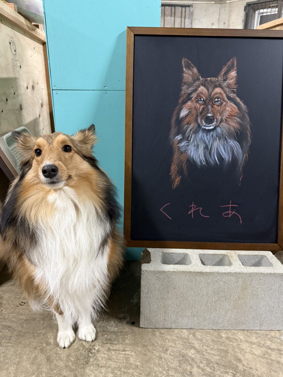 シェットランドシープドッグ