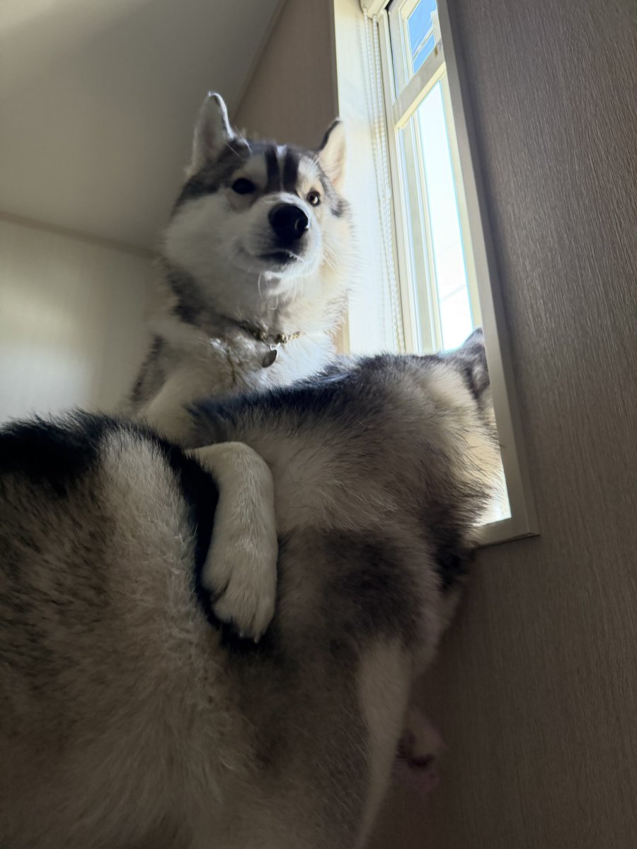 まぁ、この後怒られるんですけど😗