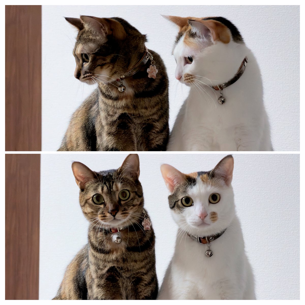 Post by 猫乃政宗on X: 😽