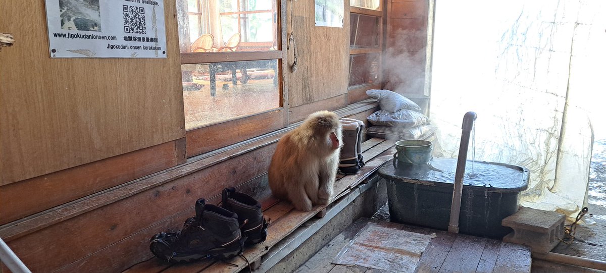 Snow monkeys en Nagano, Japón.  La especie de macaco más septentrional. Viven en los bosques y bajan a bañarse en aguas termales. No tienen predadores.