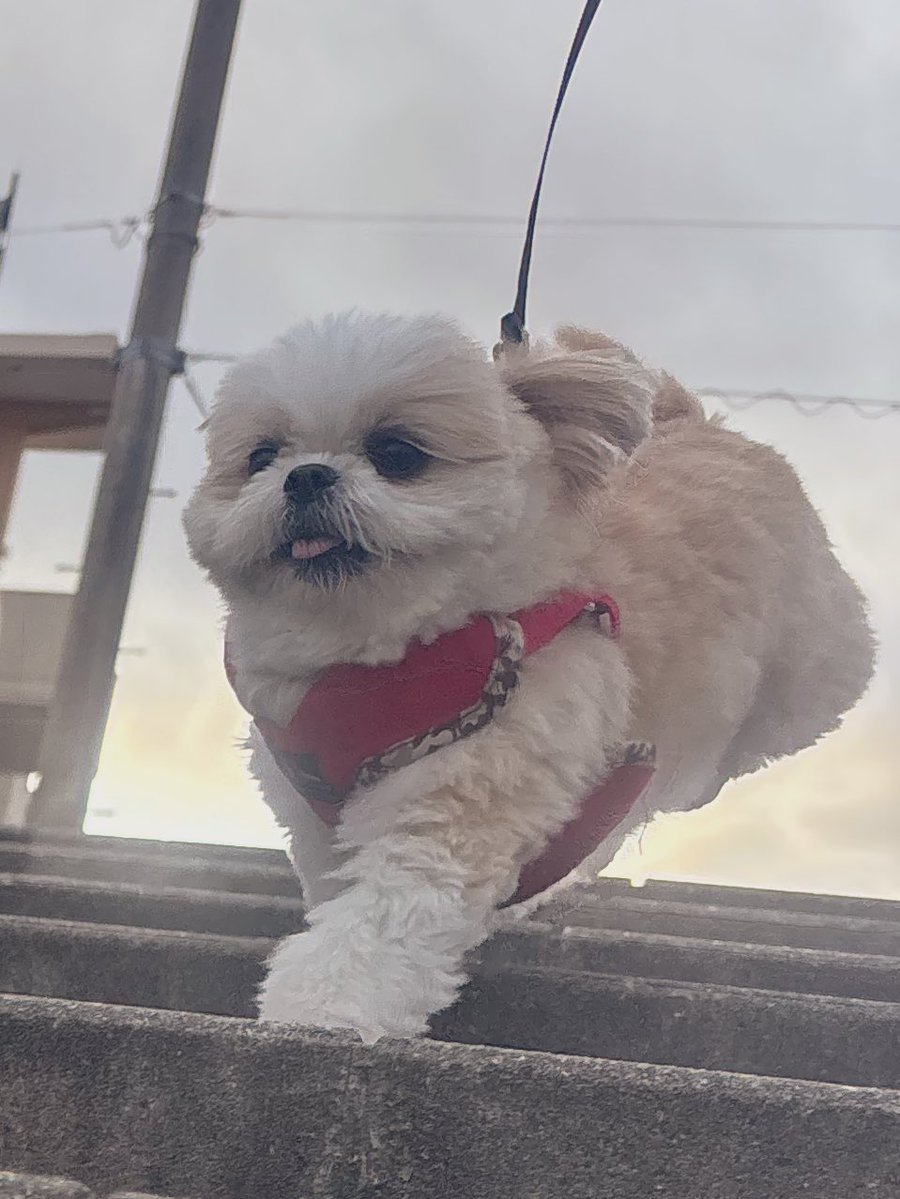 後ろ足、どこいったん？