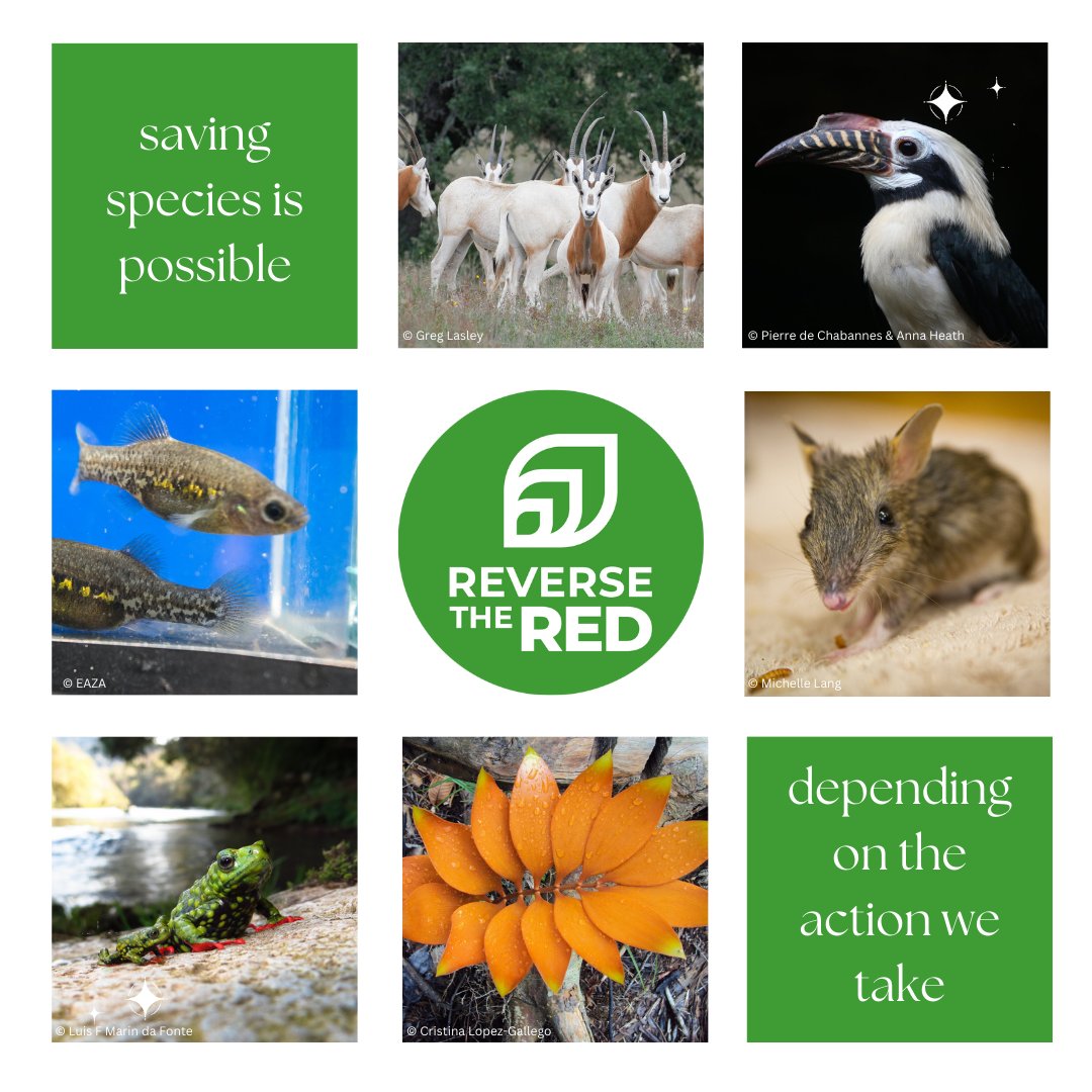 Happy #ReverseTheRedDay! 

Today is a day to celebrate #conservation success from around the world as zoos, aquariums, botanic gardens, nonprofit organisations, civil society partners, and communities take action to protect #biodiversity.

<a href="/ReversetheRed1/">Reverse the Red</a>