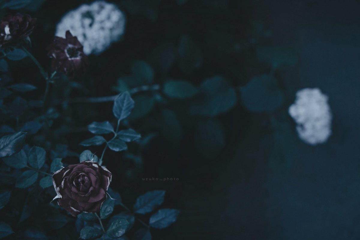 uzuko_photo's tweet image. 冷たい光ほど、静かだった。