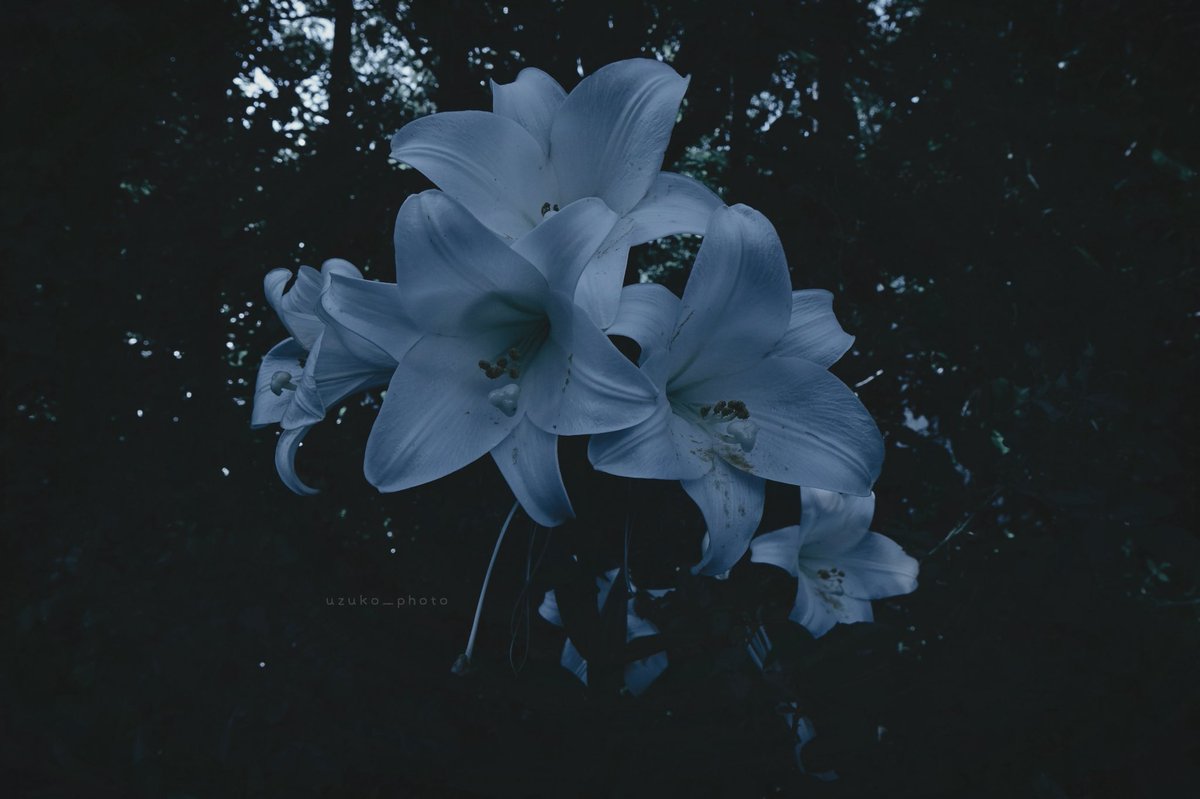 uzuko_photo's tweet image. 冷たい光ほど、静かだった。