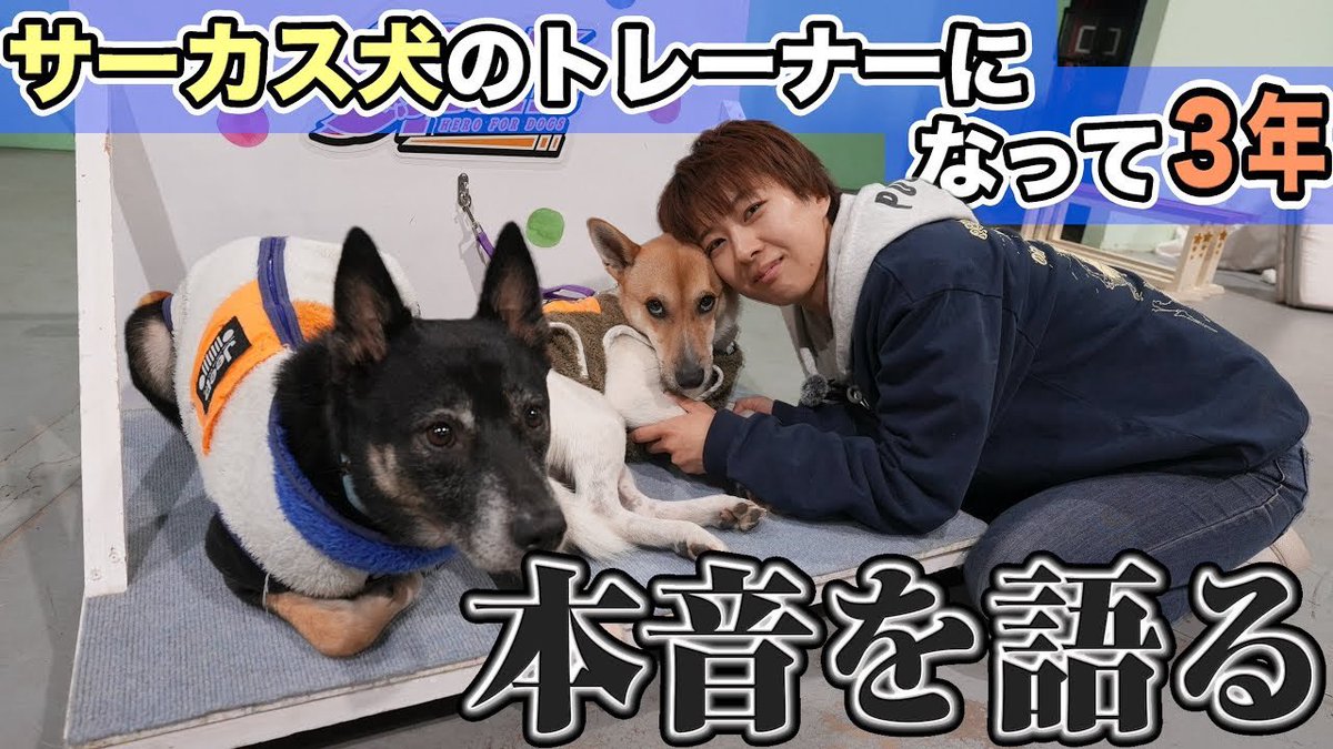 ZASH91999804's tweet image. ★動画公開★

真面目に語ってます🧐
よかったら皆さんの意見も聞かせてください！

「【真面目にインタビュー】批判の多いこの仕事…やってよかった？後悔してる？」
youtu.be/awxHPNmhLqo?si…

#ZASH
#元保護犬