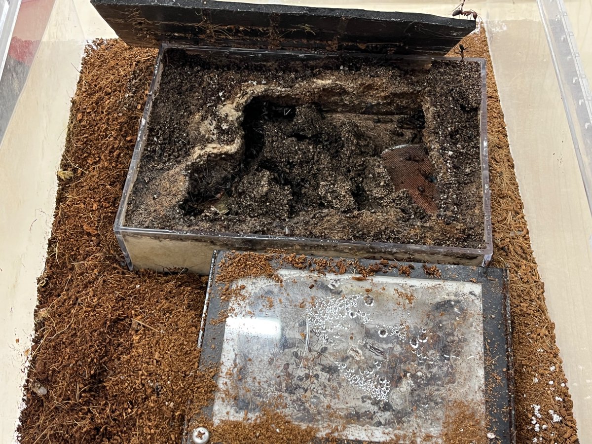 ありお手 (@c90UEGv3HUTi5oz) / Posts / X