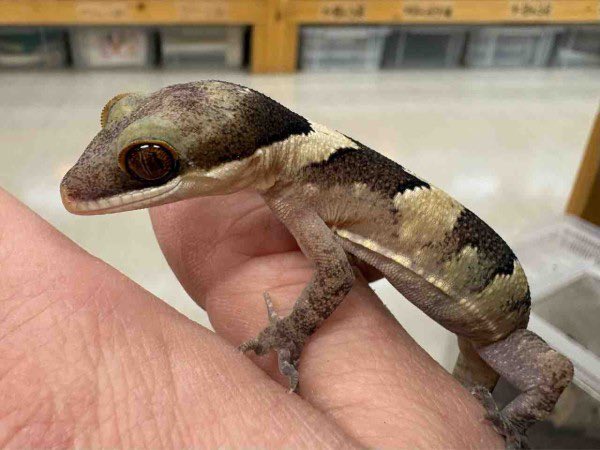 ヒルヤモリ ゆう様