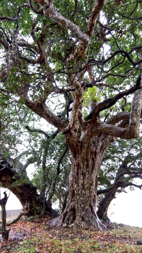 甲良町池寺
ヒイラギの森

樹齢三〇〇年の柊の巨木が田んぼの中の森にあり、根元には野神さんの祠が祀られている。

この柊は歯痛によく効くそうで、葉を一枚口に含み痛む歯で噛み締めると痛みが和らぐという。