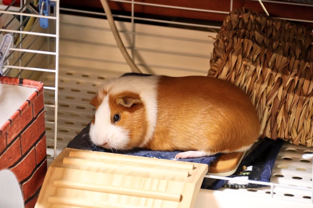 ねむ〜い！な大あくびURもるねちゃん🌸

#もるねちゃんメモリー