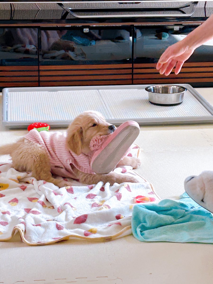 tpxxDOG's tweet photo. スリッパどろぼう、ほんじつ5.7㌔！
うち来て約1週間でちょうど2㌔増！！ https://t.co/sqZrZL3tNH