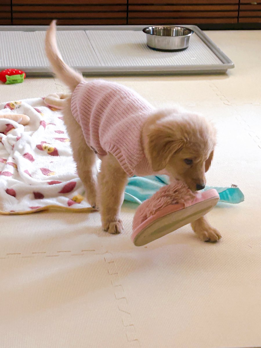 tpxxDOG's tweet photo. スリッパどろぼう、ほんじつ5.7㌔！
うち来て約1週間でちょうど2㌔増！！ https://t.co/sqZrZL3tNH