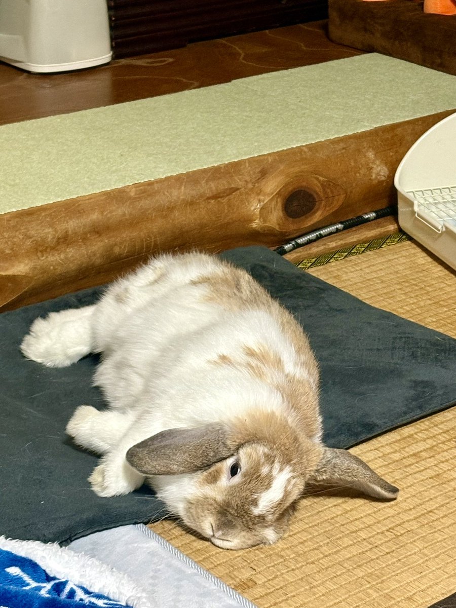 食後のゴロン♪
#うさぎ　#ホーランドロップ