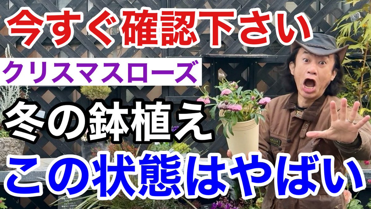 masterKahmen's tweet photo. 寒波にお気をつけて下さい！

2月のクリスマスローズの管理教えます　

https://t.co/CpCqq0rzSq https://t.co/Zeg41lMlv3