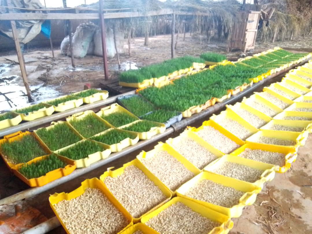 Agronomme_'s tweet photo. SMALL STEPS, BIG CHANGE: A COMMUNITY STORY FROM NYANGE SECTOR
Change does not always start with big projects. Sometimes, it begins with people learning new skills and deciding to work together. In Nyange Sector, Ngororero District, farmers supported by the #PRISMProject are turning small opportunities into lasting improvements for their families.
One such story comes from the farmers’ group DUTERIMBERE BUGABE 1.
The group brings together 26 members who were supported by PRISM through training in good livestock management and the provision of 10 chickens per member (4 cocks and 2 hens). Beyond livestock, members were encouraged to save money and plan jointly for future activities.
According to DUSABIREMA BEATHE, the President of DUTERIMBERE BUGABE 1, the trainings helped members understand how livestock can be managed as a reliable source of income rather than just a side activity.
She explained that the group decided to combine their efforts, save together, and use what they learned to build something sustainable for every member.
As poultry production improved, the group practiced Passing on Gifts, supporting fellow farmers organized under DUTERIMBERE BUGABE 2. This helped extend the benefits of PRISM beyond the initial group.
Using their savings and the confidence gained from training, members later invested in pig farming. When the pigs multiplied, each member received a piglet, supporting individual household development while keeping the group united.
With the growth of pig farming came a challenge: expensive animal feeds. Instead of struggling, the group applied PRISM knowledge by introducing Azolla production and hydroponic fodder feeding.
These innovations reduced feeding costs and ensured healthy animals, proving that farmers can solve problems using local and affordable solutions.
UMUHIRE Fulgence, the Officer in Charge of Agriculture and Animal Resources in Nyange Sector, noted that PRISM has been implemented in the sector for four years, supporting farmers in two cells with hens, pigs, and continuous capacity building.
He highlighted that the sector now counts around 4,800 pigs, a clear increase compared to the period before PRISM. He added that farmers are not only raising more animals, but are doing so with better knowledge, better care, and improved productivity.
In addition, increased livestock ownership has boosted manure availability for crop production, strengthened household food security, and contributed to broader economic progress.
The experience of DUTERIMBERE BUGABE 1 shows how training, teamwork, and simple innovations can change lives. With PRISM’s support, farmers are building livelihoods step by step, confident, organized, and focused on long-term progress.
#PRISMImpacts