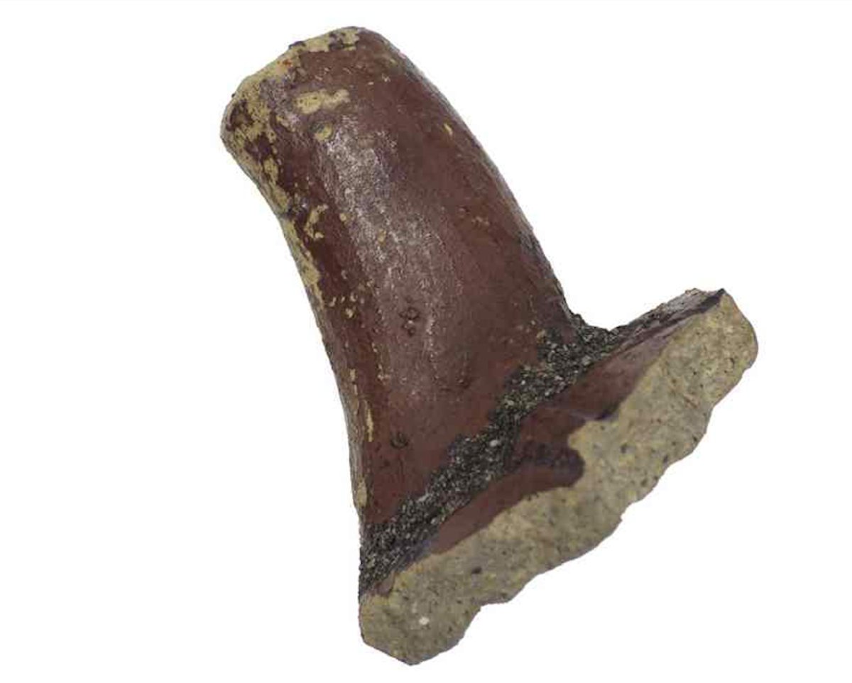 これらは破損した器を漆で修復した記録です。（左右：東京都下宅部遺跡