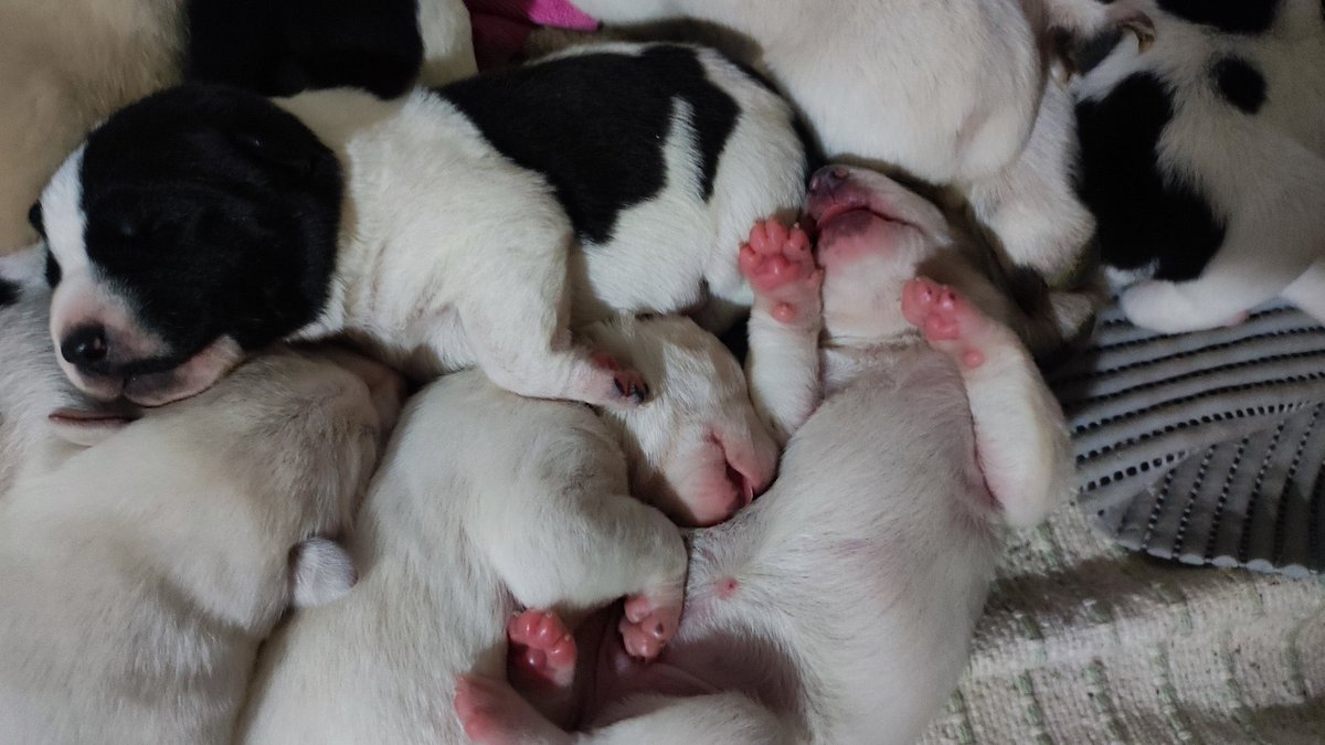 Patas Arriba tweet media