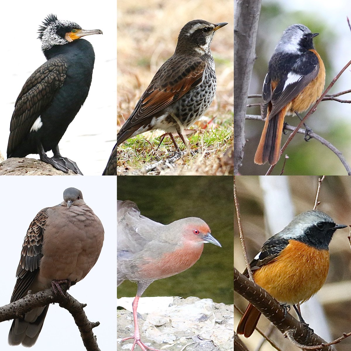 今日出会った鳥さんたち
見た事無い子もいるよ🐥(右向け〜右💦)