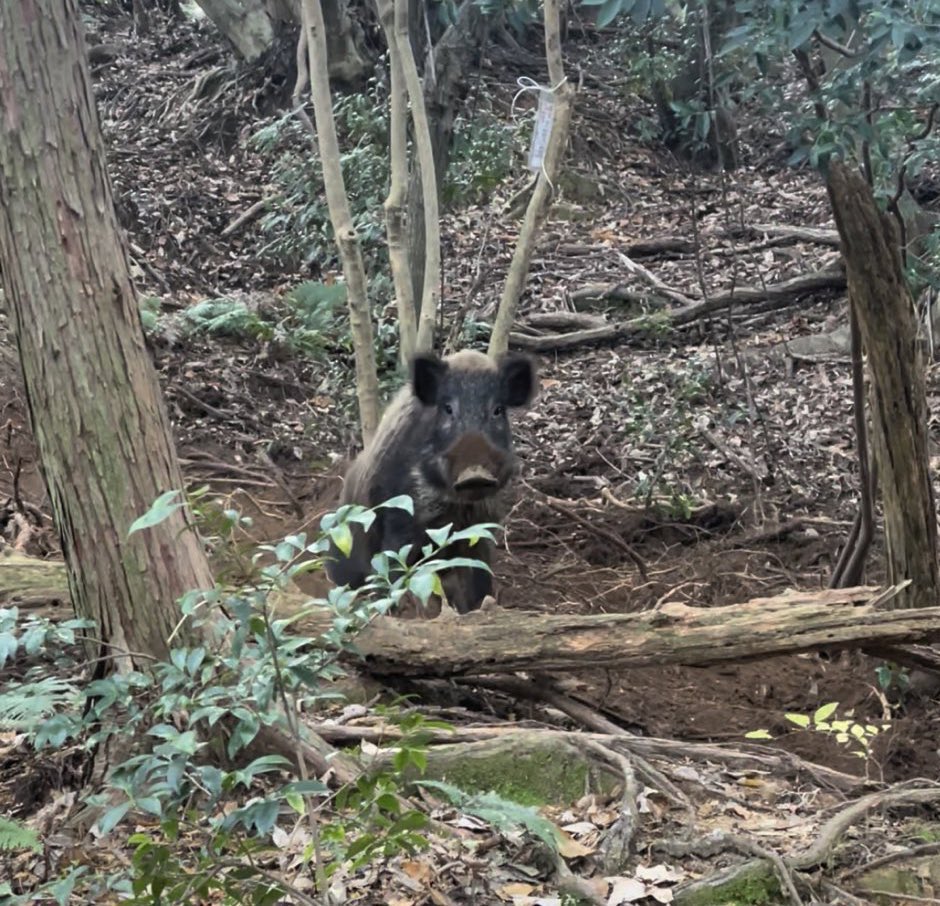 罠猟師 tweet media